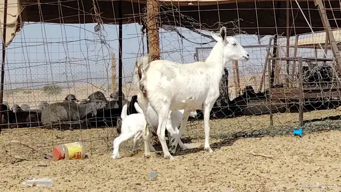 عنز بيشيه تحتها 2 6