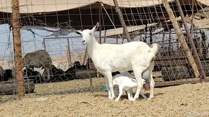 عنز بيشيه تحتها 2 0