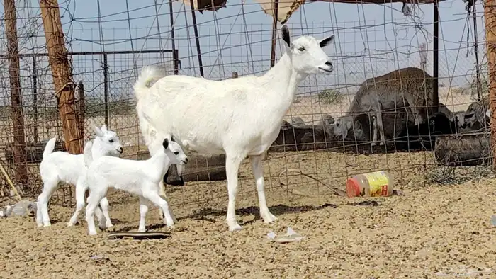 عنز بيشيه تحتها 2 4