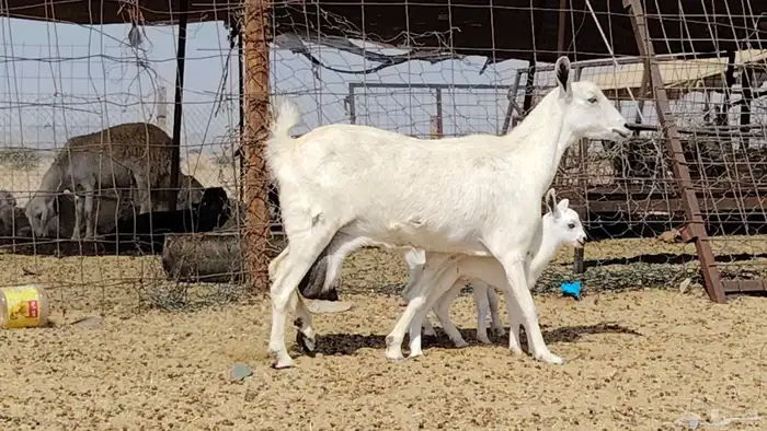 عنز بيشيه تحتها 2 9