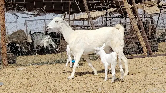 عنز بيشيه تحتها 2 1