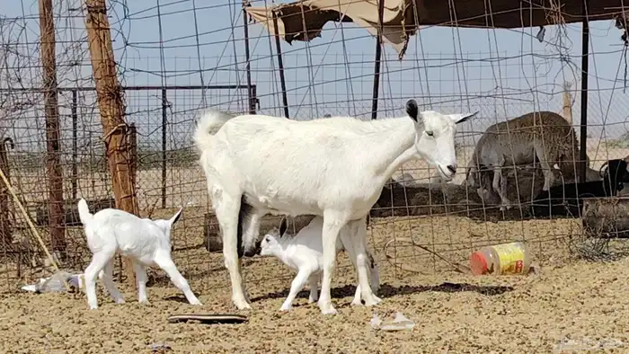 عنز بيشيه تحتها 2 7