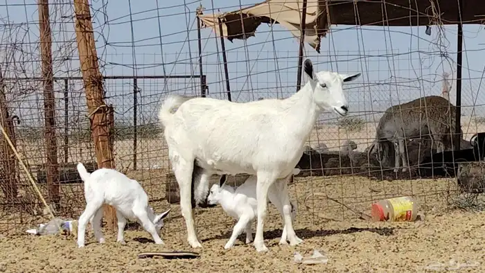 عنز بيشيه تحتها 2 5