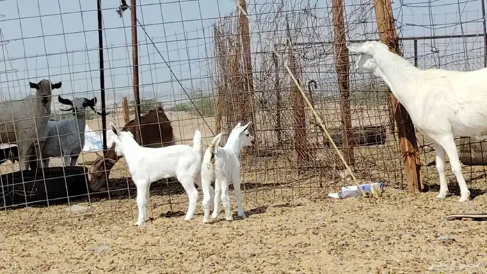 عنز بيشيه تحتها 2 8