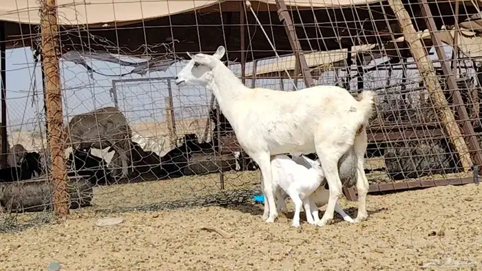 عنز بيشيه تحتها 2 2