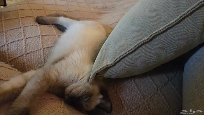 قط لتبني عمر 3 شهور جدا لعوب وحنون 1