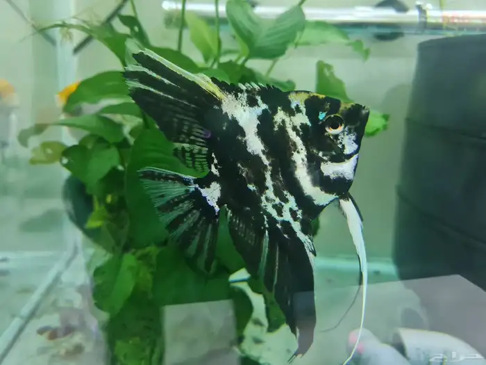 للبيع سمكتين انجل فيش 0