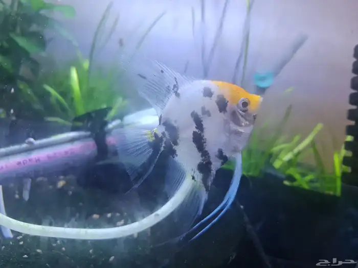 للبيع سمكتين انجل فيش 2