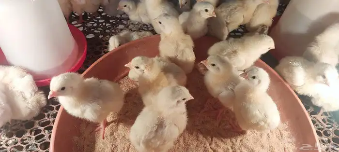 صوص دجاج لاحم 2