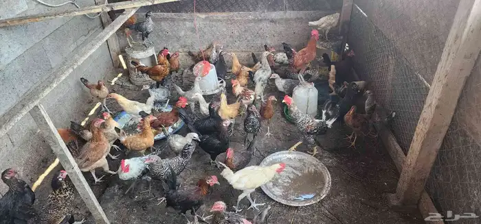 دجاج بلدي وفيومي للبيع عمر 5شهور 0