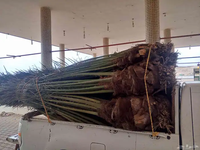 نخل للبيع المدينه مكه جده الطايف توصيل جميع مناطق المملكة 3