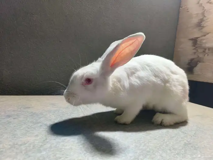 ارانب للبيع على السوم نضاف جدا التواصل خاص 1