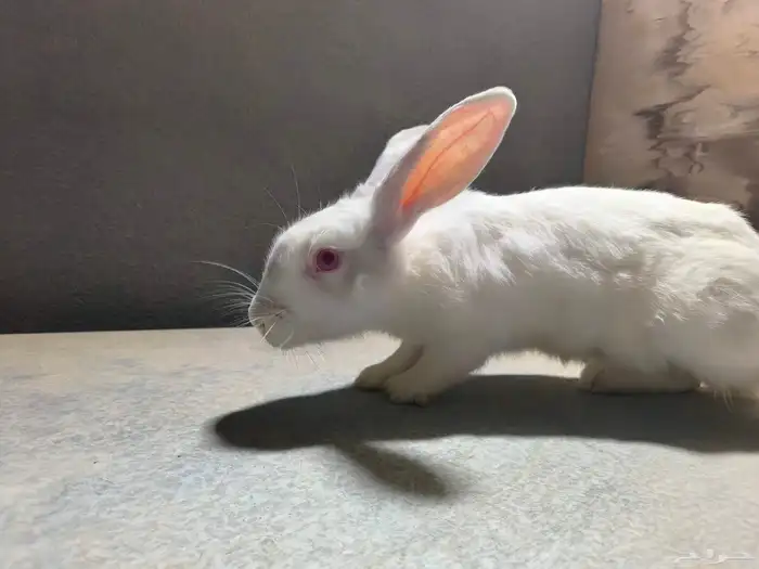 ارانب للبيع على السوم نضاف جدا التواصل خاص 2