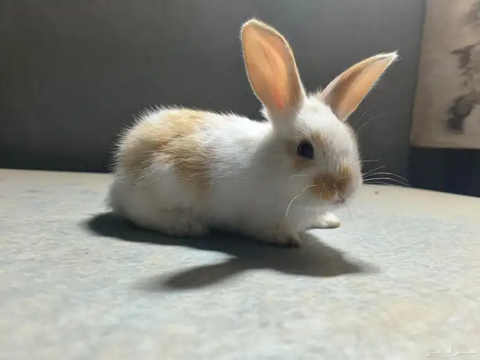 ارانب للبيع على السوم نضاف جدا التواصل خاص 7