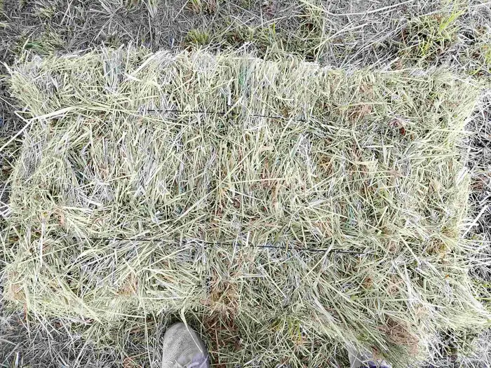 رودس مشروع حبه كبيره 95سم من شركه الوطنية في وادي الدواسر 2