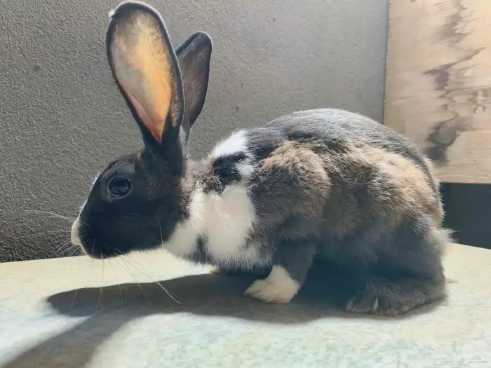 ارانب للبيع على السوم نضاف جدا التواصل خاص 0