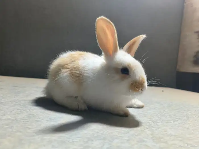 ارانب للبيع على السوم نضاف جدا التواصل خاص 6