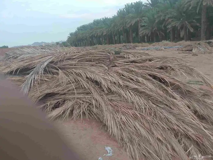 جريدنخل مجان 1