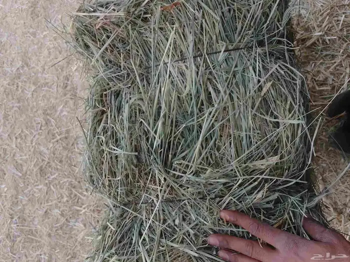 رودس ناعم لبان قلاس 5