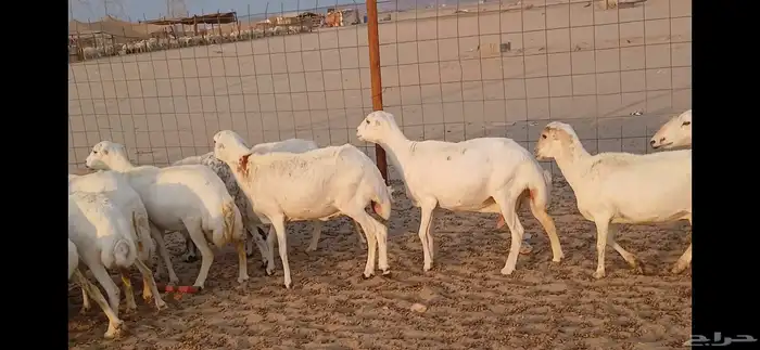 رفيديات جرومه ذينه ونضيف 8