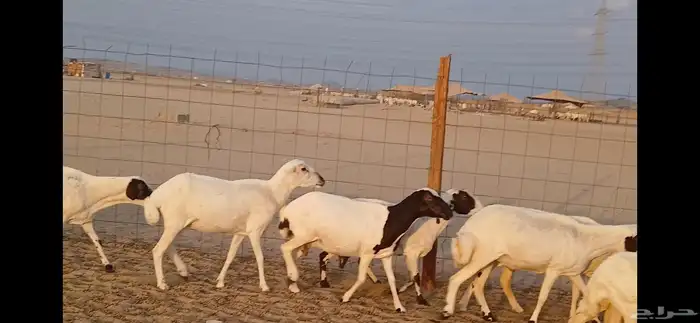 رفيديات جرومه ذينه ونضيف 4