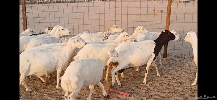 رفيديات جرومه ذينه ونضيف 5