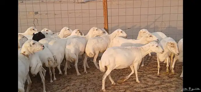 رفيديات جرومه ذينه ونضيف 7