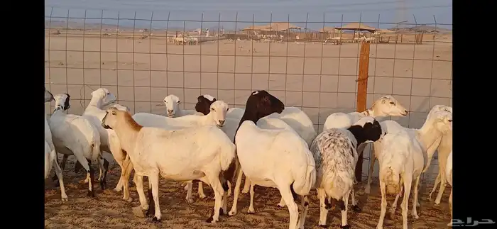 رفيديات جرومه ذينه ونضيف 1