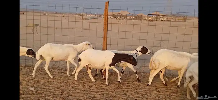 رفيديات جرومه ذينه ونضيف 3