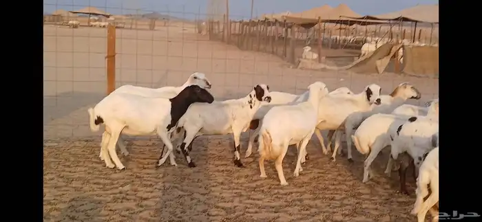 رفيديات جرومه ذينه ونضيف 0