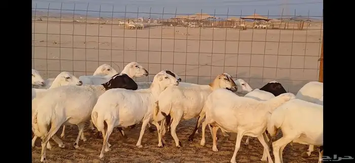 رفيديات جرومه ذينه ونضيف 2