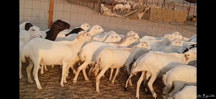 رفيديات جرومه ذينه ونضيف 6