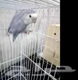 فروخ روز ماربل وابلاين بايد 3