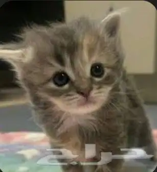 قطط كيتن شيرازي بيكي فيس للبيع 1