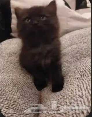 قطط كيتن شيرازي بيكي فيس للبيع 2
