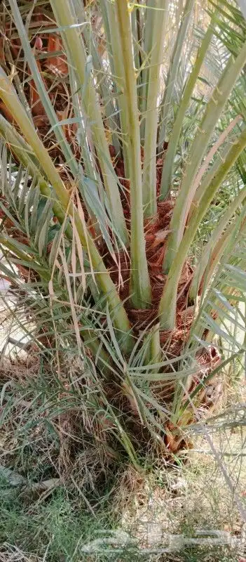 نخل للبيع صقعي وخضري كبار وطيب كميه مفتوحه 0