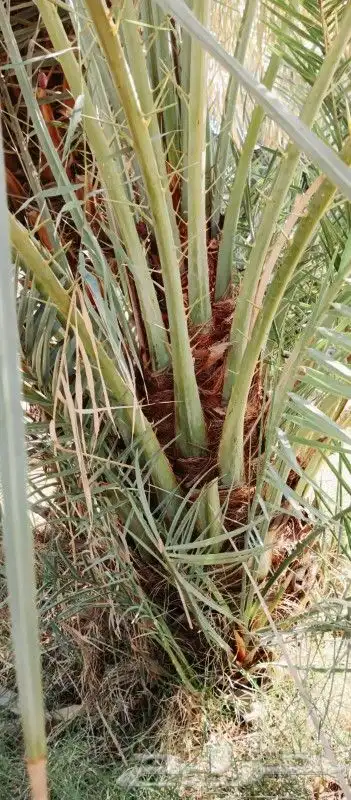 نخل للبيع صقعي وخضري كبار وطيب كميه مفتوحه 1