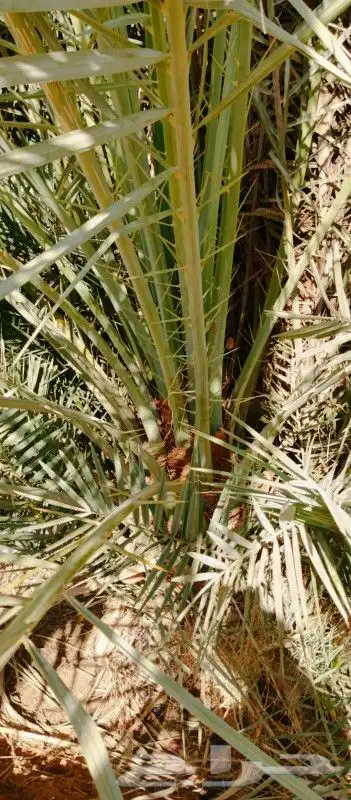 نخل للبيع صقعي وخضري كبار وطيب كميه مفتوحه 2