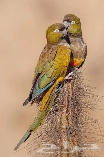 بتغونيا كنيور اكبر انواع الكنيور و نادر 0