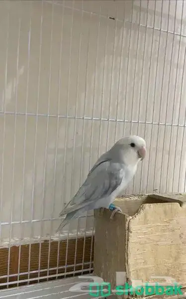 فروخ روز ماربل وابلاين بايد 2