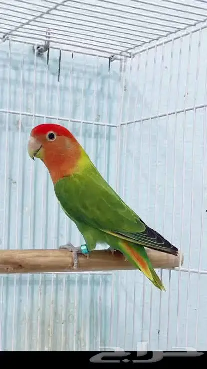 فروخ روز ماربل وابلاين بايد 4