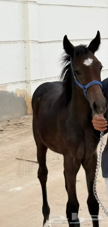 مهر من فواخر الشعبي 2