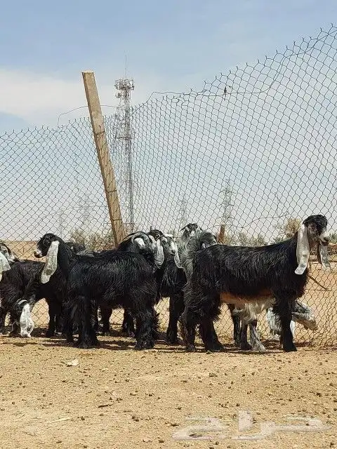 تيوس مخصى طيبه مقفله شحم وزن فوق 18كيلو جدعان 0