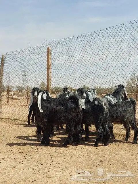 تيوس مخصى طيبه مقفله شحم وزن فوق 18كيلو جدعان 1