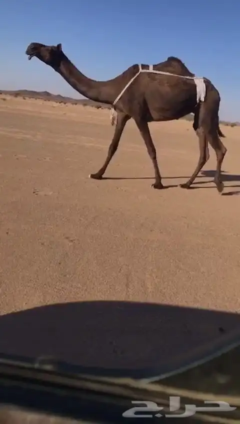 ضرايب كفو مغتر و مجهم 0