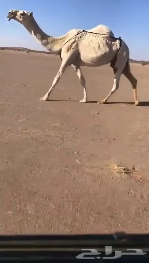 ضرايب كفو مغتر و مجهم 1