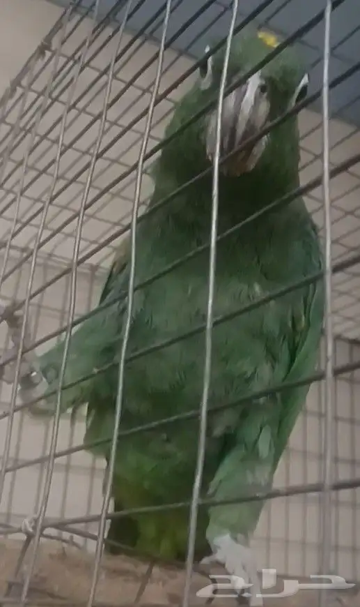 انثى ميلي امزون او فرناسه 2