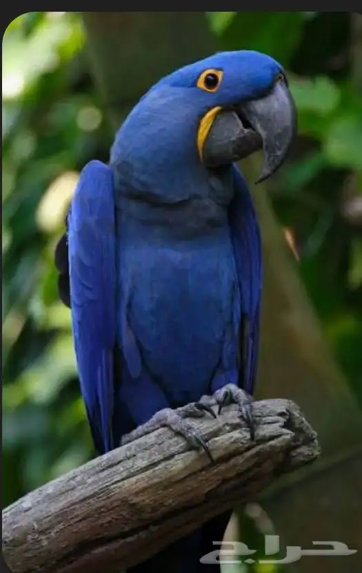 فندقه للطيور في جده الاجاويد 0