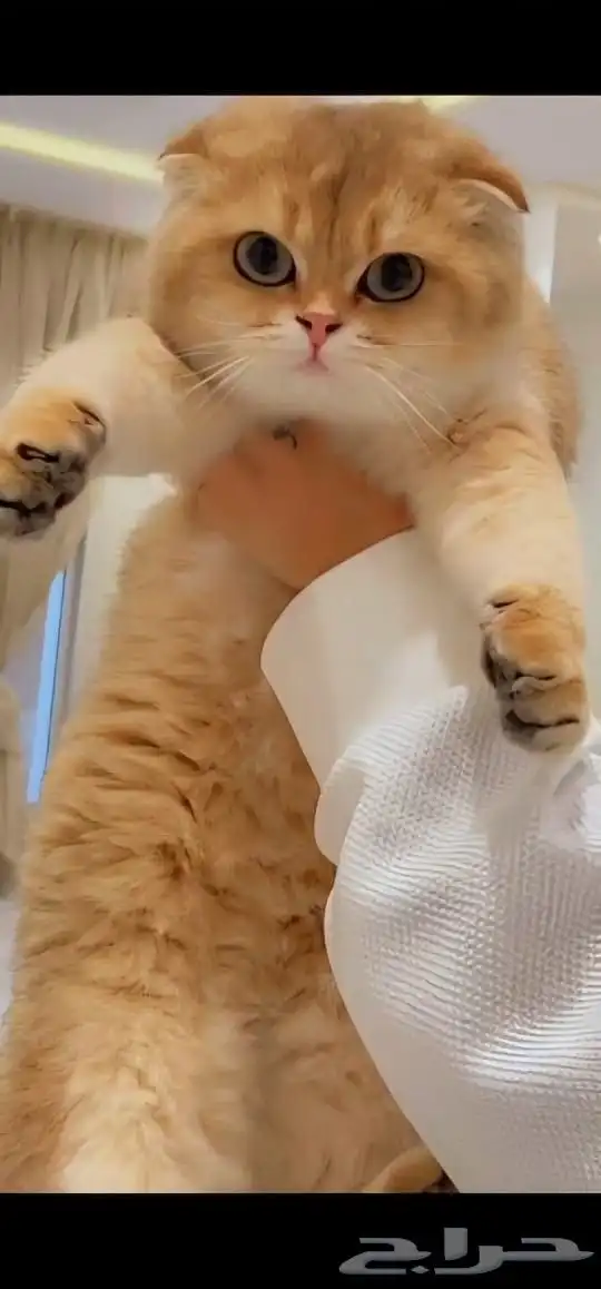 فرصة لاتتكرر سكوتش فولد ny11 أجداد شامبيون للبيع 1