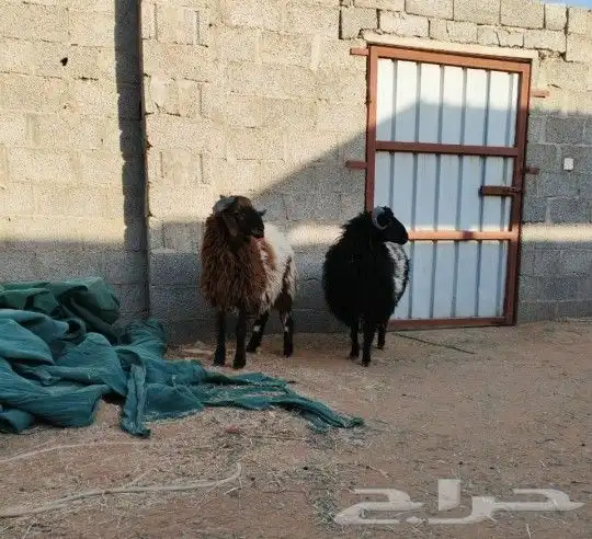 ذبايح نعيم للبيع 1